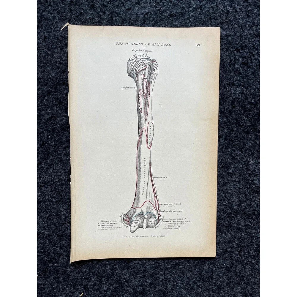 Original 1913 Anatomy Pages of Human Body, Anatomy Physiology Textbook Gifts, T
